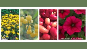 Nominations Now Open for the 2025 AAS Medallion of Honor