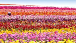 USDA Announces $2 Billion in Aid to Strengthen Floriculture Sector