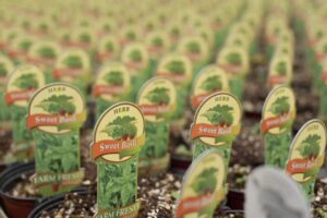 4. Dan and Jerry’s Greenhouses Acquires Missouri Range from Bela Flor Nurseries