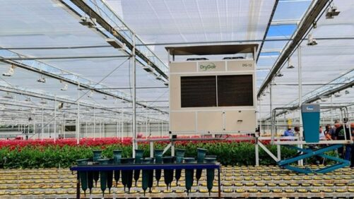 How Greenhouse Growers Are Cutting Heating Costs During Winter