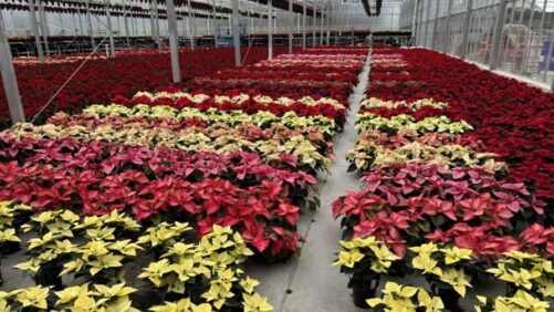 Dümmen Orange Debuts New Poinsettia Varieties at North American Trials