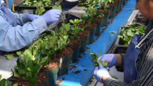 Boosting Root Growth in Woody Nursery Plants With IBA