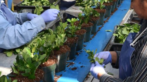 Boosting Root Growth in Woody Nursery Plants With IBA