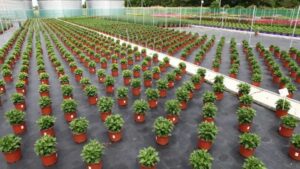 Premium Greenhouse Floor