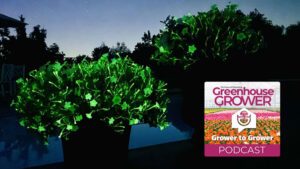 Greenhouse Grower to Grower Podcast: What You Need to Know About the Glow-in-the-Dark Firefly Petunia