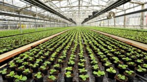 The Need for Agile Project Managers in Greenhouse Floriculture