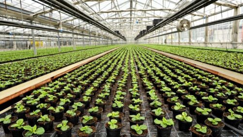 The Need for Agile Project Managers in Greenhouse Floriculture