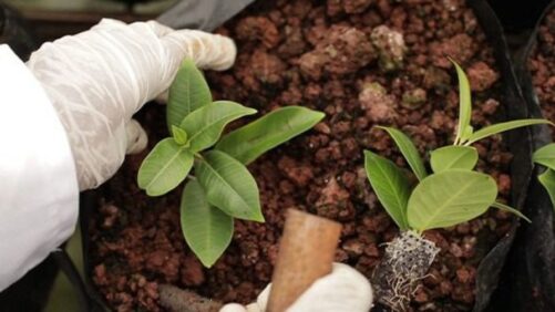 Learning Opportunity: Best Practices for Young Plant Production