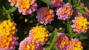 10 Field Trials Favorites That Emerged From Multiple Sites