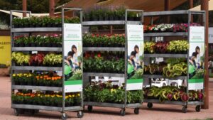 Market Trends and Supply Chain Challenges for New Varieties