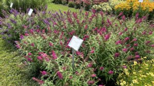 Penn State Flower Trials Recap: Nice Weather and Lessons Learned