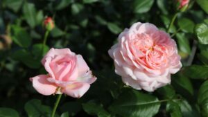 Introducing the Martha Stewart Rose from Star Roses and Plants