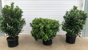 Concept Plants to Premiere Three New Cherry Laurels at MANTS 2025