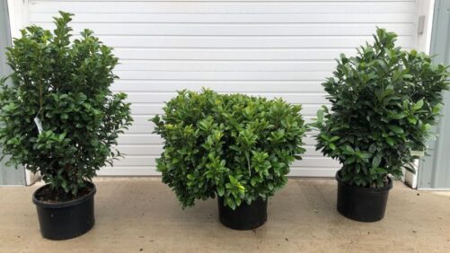 Concept Plants to Premiere Three New Cherry Laurels at MANTS 2025