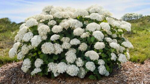 A Big Year for New Varieties (Part 1)