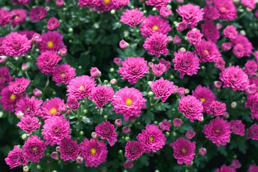 2. White’s Nursery and Greenhouses Shutting Down Its Wholesale Greenhouse Division