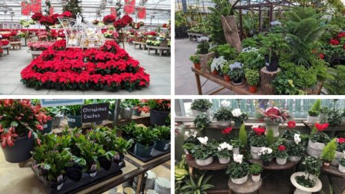 How to Elevate Your Holiday Plant Sales with Strategic Displays and Décor