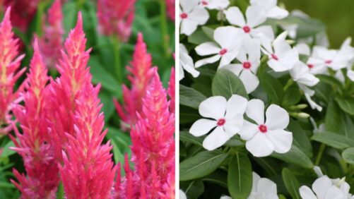 5 More New All-America Selections Winners Announced for 2025