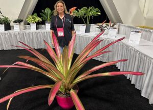Androlepis 'Party Dress' (large form Bromeliad) (Grant's Farm Nursery)