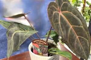 Anthurium ‘Dark & Handsome’ (The Plant Company)