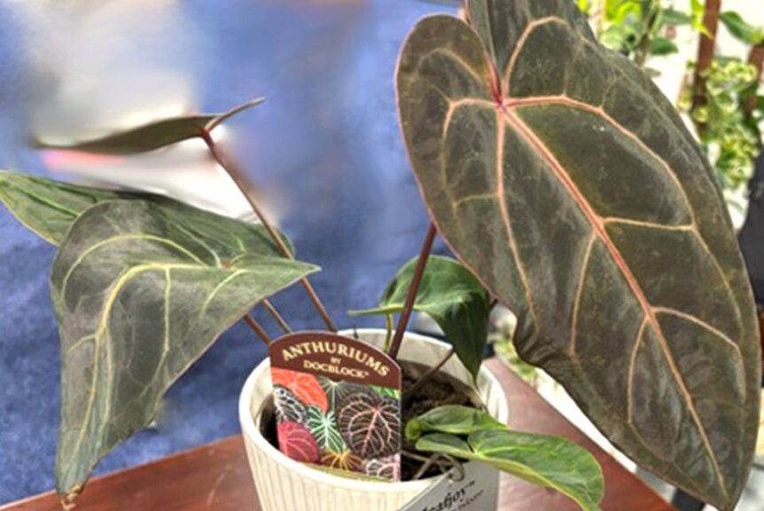 Anthurium ‘Dark & Handsome’ (The Plant Company)