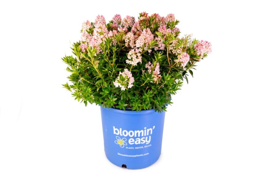 Bloomin' Easy Bloombux Rhododendrons