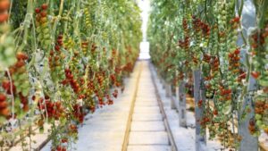 The Largest Greenhouse Produce Growers in the U.S. in 2025