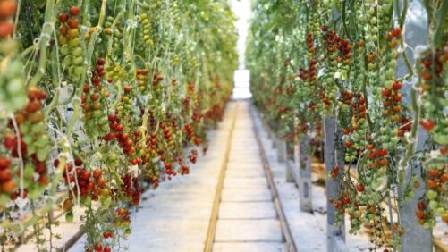The Largest Greenhouse Produce Growers in the U.S. in 2025