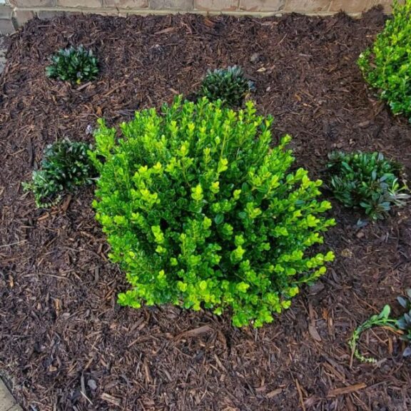 Cole Nurseries, Inc. Buxus 'Little Mister'