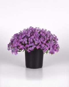 Darwin Perennials Phlox Spring Splash Series (Lilac, Pink, Violet)