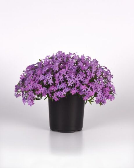 Darwin Perennials Phlox Spring Splash Series (Lilac, Pink, Violet)