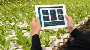 How Energy-Efficient Lighting Is Helping Greenhouse Growers Thrive