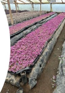 ForemostCo, Inc. Tradescantia ‘Pink Paradise’