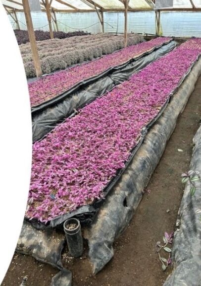 ForemostCo, Inc. Tradescantia ‘Pink Paradise’