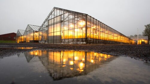 Protecting Greenhouses from Collapse in Severe Winter Weather