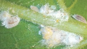 Learning Opportunity: Pest Management Practices for Mealybug Populations