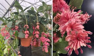 Medinilla magnifica (Living Colors Nursery, Inc.)