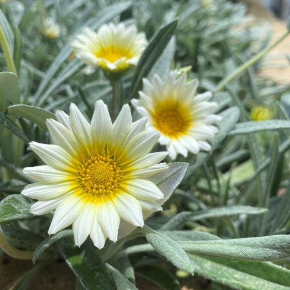 Must Have Perennials Gazania tomentosa ‘Luna’