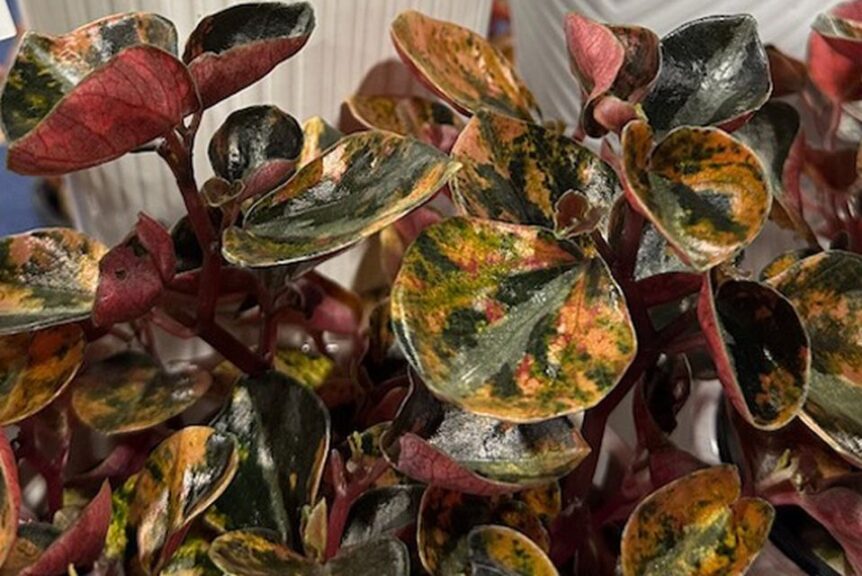 Peperomia ‘Crème Brulee Less Orange’ (The Plant Company)