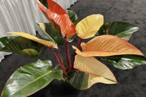 Philodendron 'Red Congo' variegated (Penang Nursery, Inc.)