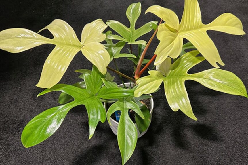 Philodendron florida ‘Ghost’ (R&D Nurseries, Inc.)