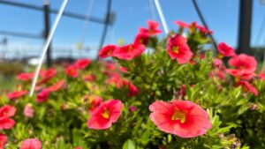 Your Top Predictions for the Greenhouse Industry in 2026