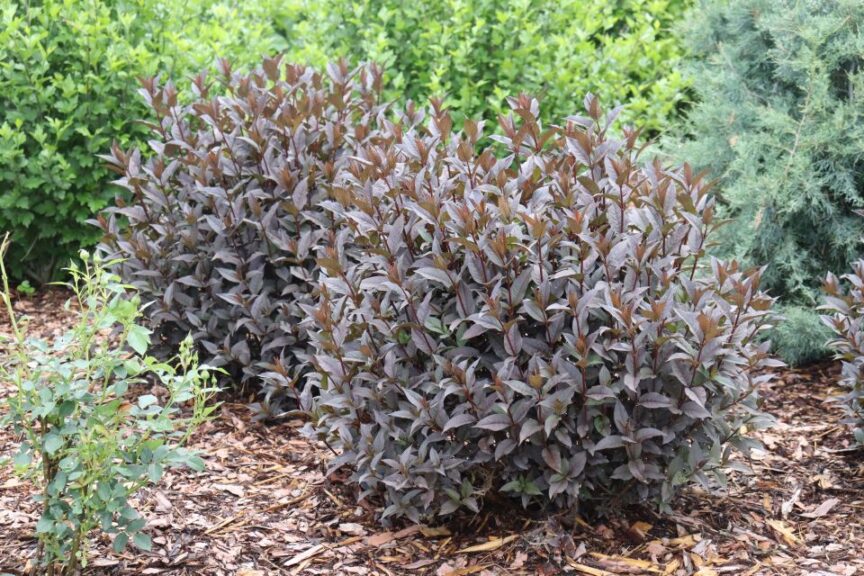 Spring Meadow Nursery ‘Kodiak Jet Black’ Diervilla