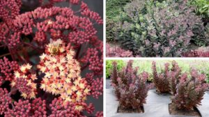 Terra Nova Awarded ‘Best of 2024 Perennial’ at Colorado State Trials