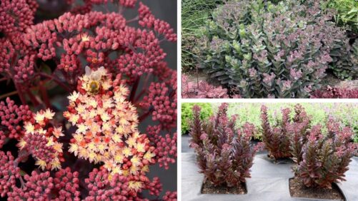 Terra Nova Awarded ‘Best of 2024 Perennial’ at Colorado State Trials