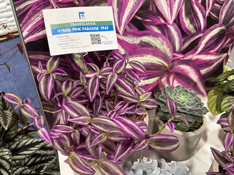 Tradescantia zebrina 'Pink Paradise' (ForemostCo)