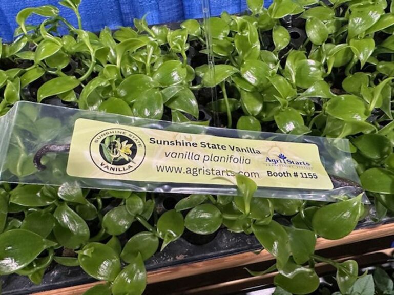 Vanilla planifoli 'Sunshine State' (Agri-Starts, Inc.)