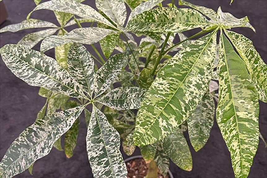 Variegated Money Tree Pachira glabra variegate (Aroid Greenhouses)