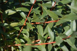 Willoway Nurseries Salix alba 'Winter Torch'