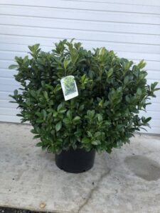 Woodburn Nursery & Azaleas Inc. Prunus laurocerasus ‘Green Goblet’